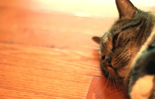 Cat, macro, animal
