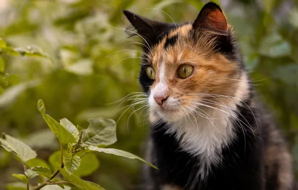 Кошка, природа, трехцветная