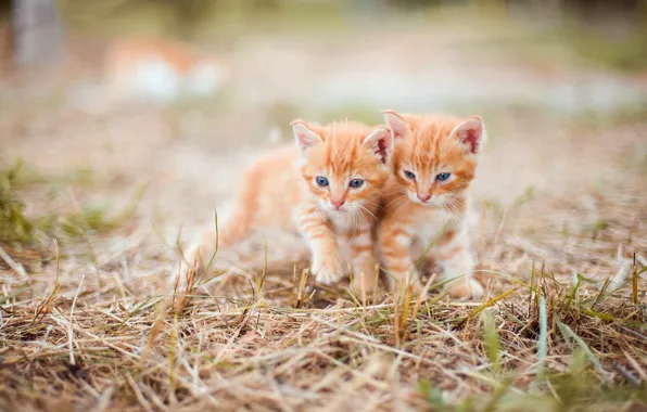 Кошки, сено, котята, солома, малыши, рыжие, парочка, боке