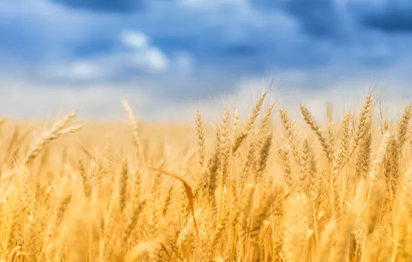 Пшеница, поле, лето, колосок