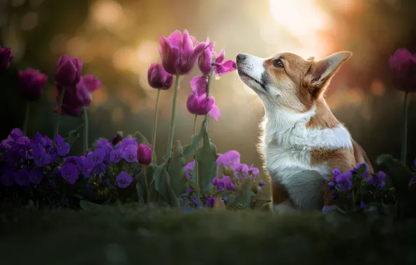 Картинка цветы, собака, тюльпаны, анютины глазки, боке, пёсик, Вельш-корги