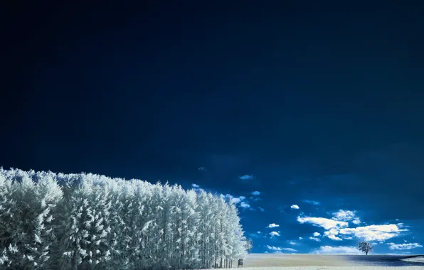 Nature, Clouds, Sky, Wood, Winter, Landscape, Snow, Trees