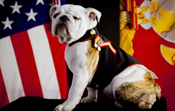 USA, military, dog, marine, american flag, flag, pose, ceremony