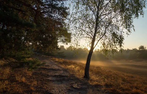 Поле, лес, трава, лучи, свет, деревья, туман, дерево