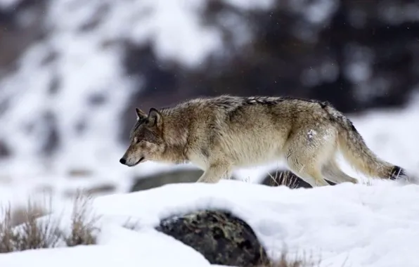 Картинка nature, predator, animal, wolf, wildlife, portrait, portrait., Canis lupus. face