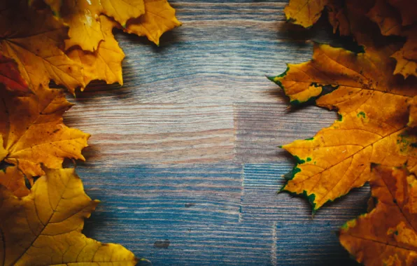 Картинка осень, листья, фон, colorful, клен, yellow, wood, autumn