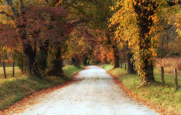 Road, trees, autumn, leaves, shadows, countryside, farm, fall