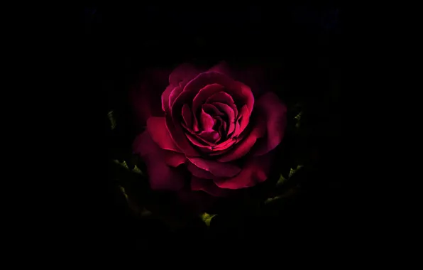 Картинка цветок, роза, чёрное, арт