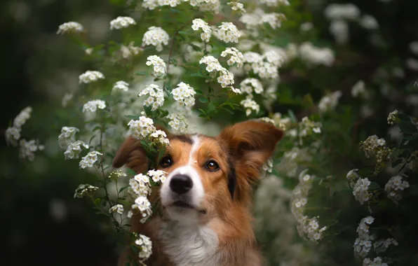 Взгляд, морда, портрет, собака, цветки
