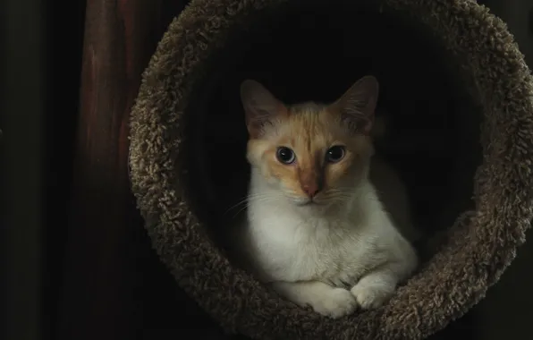 Кошка, кот, взгляд, темный фон, портрет, нора, домик, кошкин дом