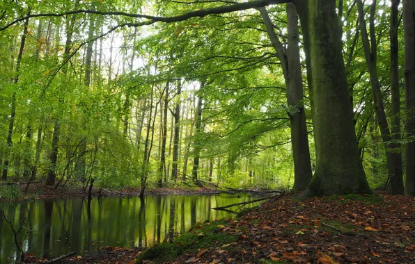 Осень, лес, деревья, река, Нидерланды, Netherlands, Kraggenburg, Noordoostpolder