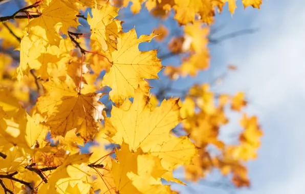 Осень, листья, солнце, sky, Autumn, Autumn fall