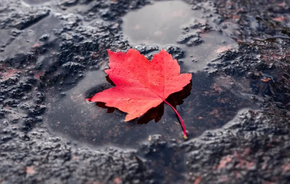 Красный, лист, лужа, red, leaf, puddle