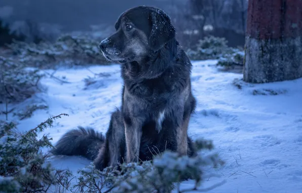 Картинка зима, снег, собака, пёс