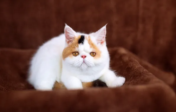 Кошка, белый, котенок, фон, малыш, милый, ткань, носик