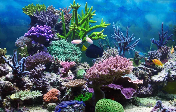 Подводный мир, underwater, ocean, fishes, tropical, reef, coral, коралловый риф