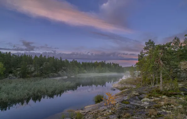 Лес, пейзаж, природа, туман, озеро, камни, утро, Ладожское озеро