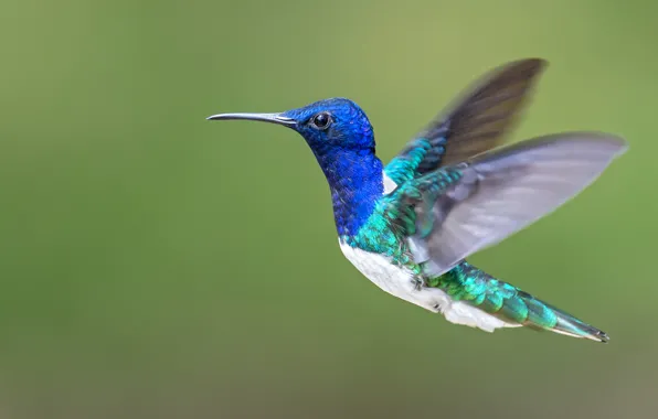 Полет, крылья, колибри, красивая, flying, wings, beautiful, hummingbird