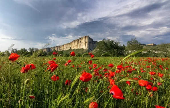 Картинка поле, пейзаж, цветы, природа, скала, маки, колосья, Крым