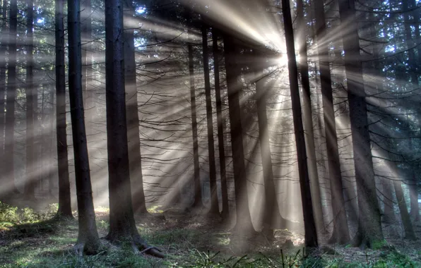 Картинка лес, лучи, свет, деревья