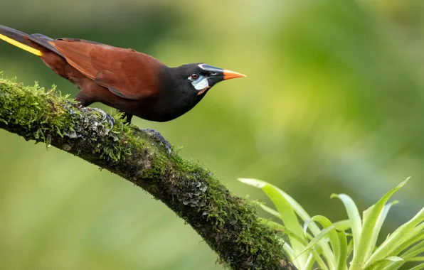 Картинка зелень, листья, ветки, природа, фон, птица, мох, перья