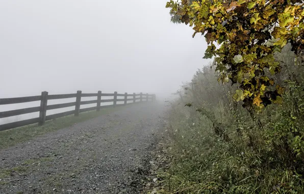 Картинка осень, трава, листья, деревья, туман, забор, ограждение, США