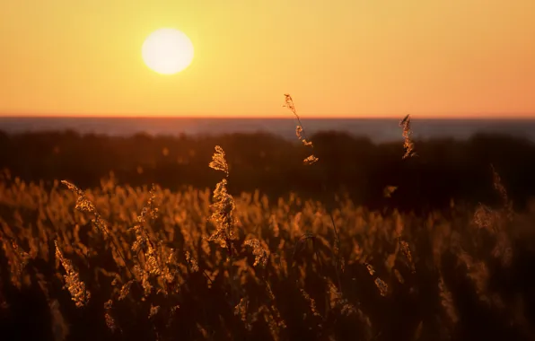 Солнце, закат, горизонт, sunshine, sunset, horizon, plant stalks, стебли растений