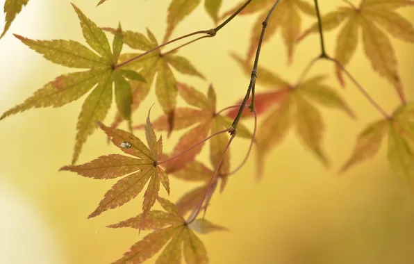 Осень, листья, природа