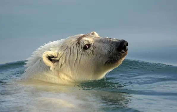 Картинка вода, природа, Polar Bear