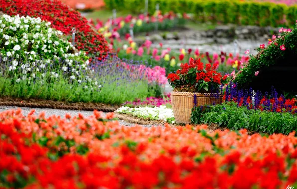Картинка цветы, парк, яркие, сад, горшок, цветение, много, сальвия