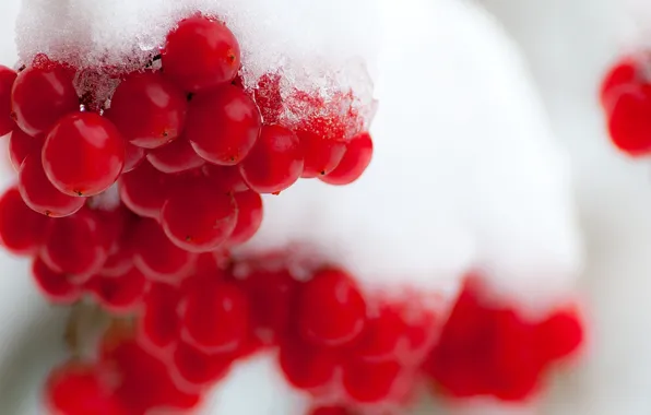 Картинка зима, снег, ягоды, калина