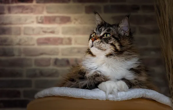 Кошка, кот, взгляд, поза, стена, портрет, ткань, лежит