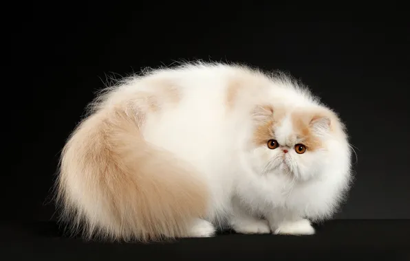 Кошка, кот, взгляд, поза, котенок, фон, пушистый, мордочка