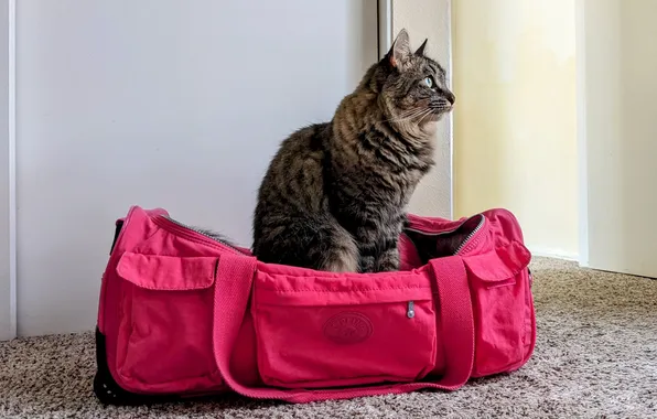 Кошка, кот, сумка