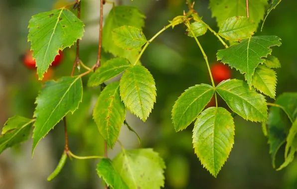 Leaf, plant, twig