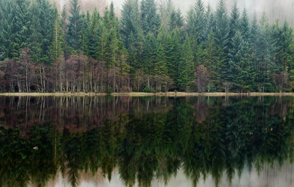Картинка лес, туман, озеро, отражение, сосны