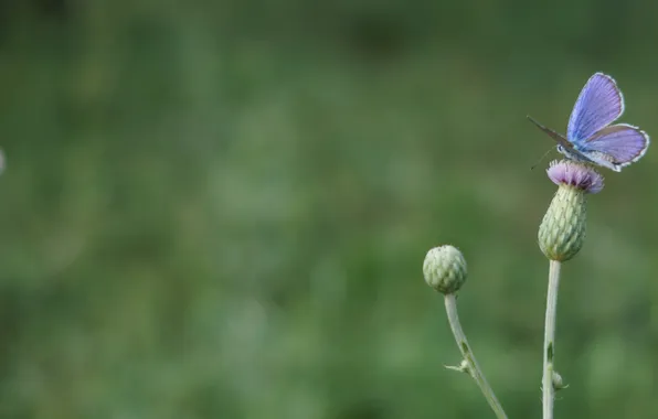 Природа, бабочка, nature, butterfly