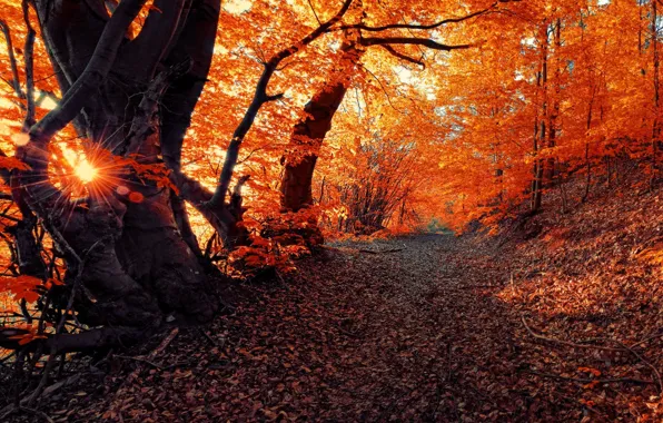 Картинка осень, солнце, дороги, Природа