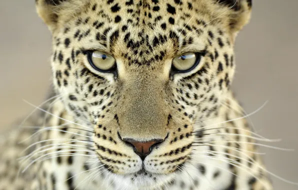 Картинка усы, 153, взгляд, леопард, пятна