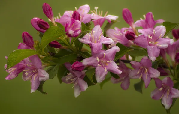 Макро, цветы, ветки, цветение