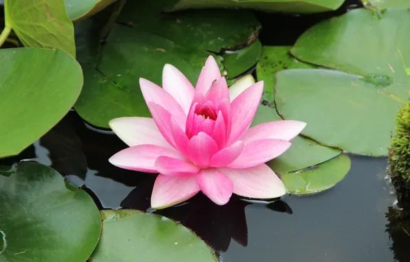 Green, flower, water, водяная лилия