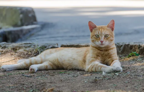 Кошка, кот, взгляд, природа, поза, камни, берег, лапы