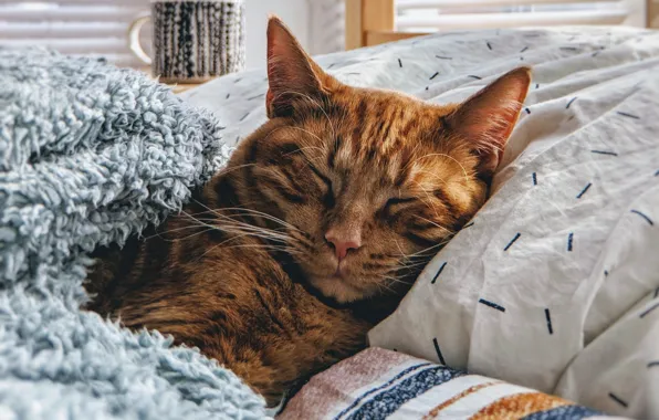Картинка кот, кровать, спит, рыжая