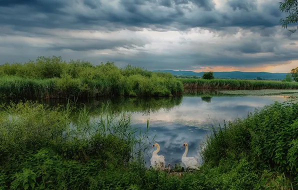 Картинка трава, облака, озеро, пруд, заросли, берег, панорама, лебеди