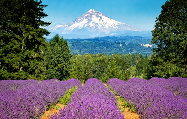 Картинка поле, деревья, гора, Орегон, Портленд, Oregon, Portland, лаванда