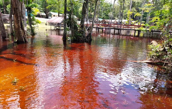 Nature in Suriname, Forest Suriname, Owos Suriname