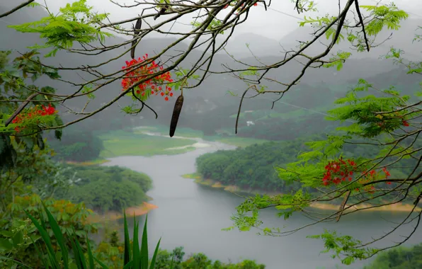 Картинка цветы, горы, туман, река, дерево, остров, ветка, Пуэрто-Рико