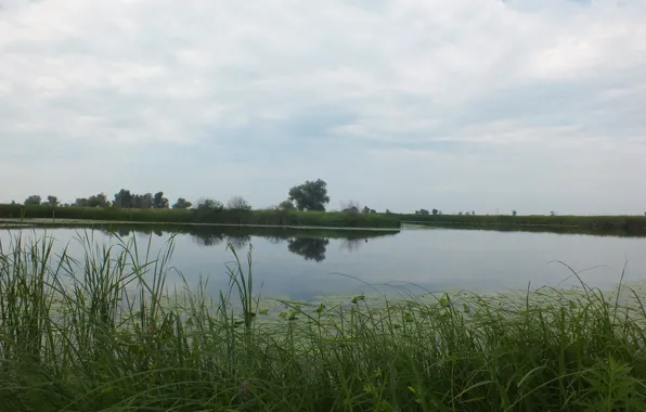 Зелень, трава, деревья, отражение, камыш, кусты, волга, кувшинки