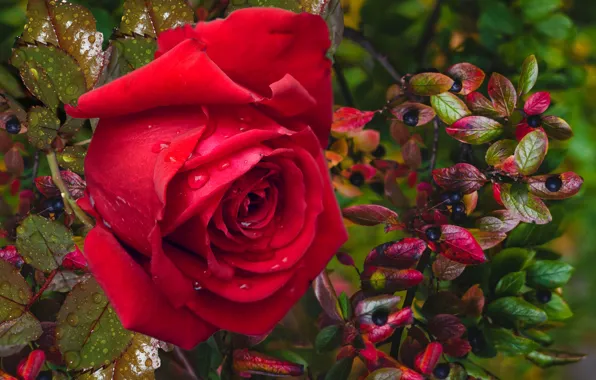 Осень, ягоды, розы, настроение подарок