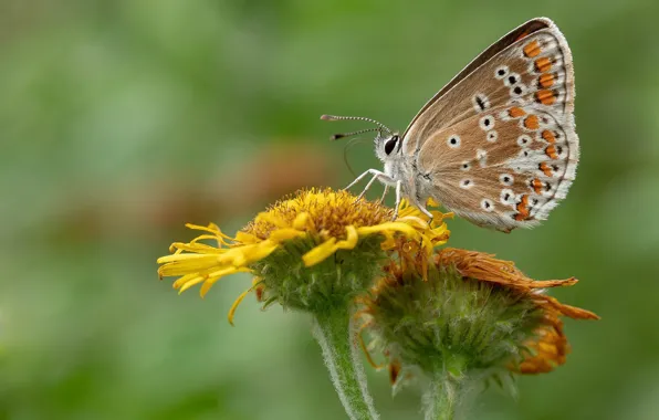 Картинка цветок, бабочка, butterfly